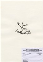 藏品(交織松藻)的圖片